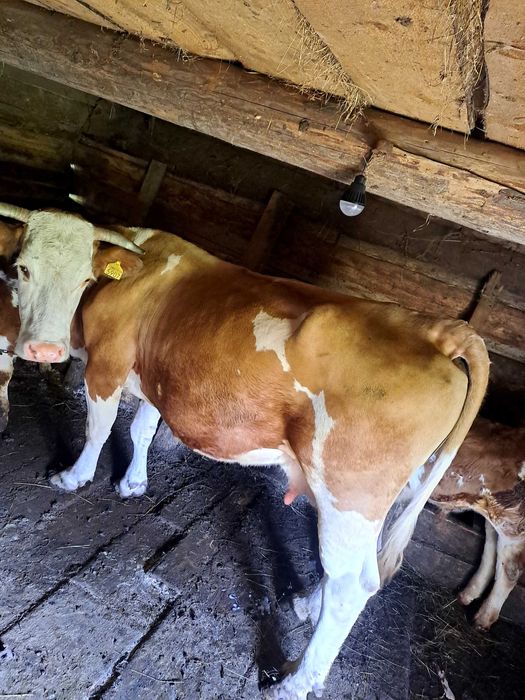 Vaca de 8 ani cu vitel
