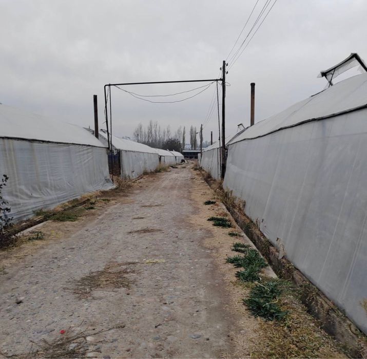 Готовый агробизнес: тепличная ферма в Назарбеке