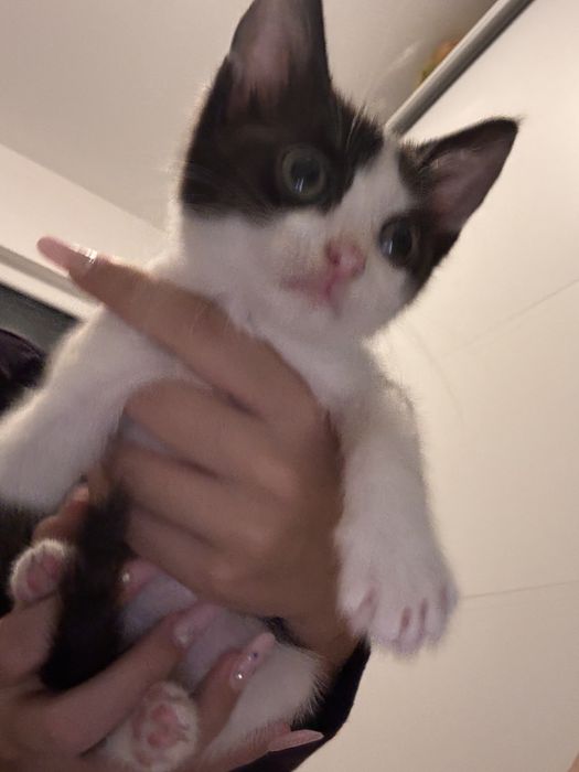 Pisicuta 2 luni pentru adoptie
