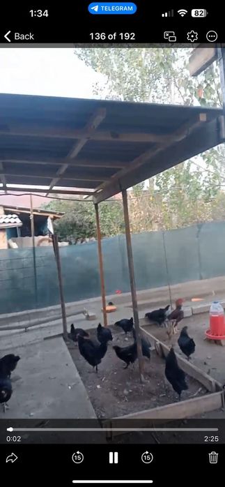 Гозалкент Думолок мфй да Зотли товуклар сотилади  25 дона