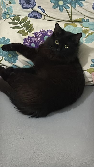 Отдаю кота в добрые руки