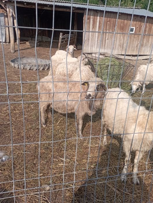 Vând 4 oi  și 3 miei