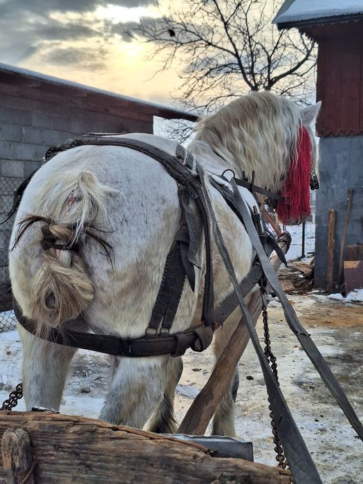 Cal foarte bun de lucru
Preț si detalii la nr