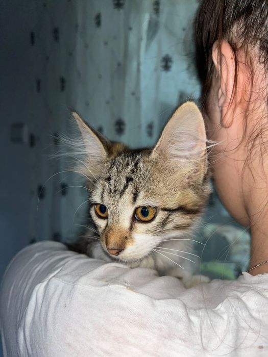 Котята сиамские смешанные