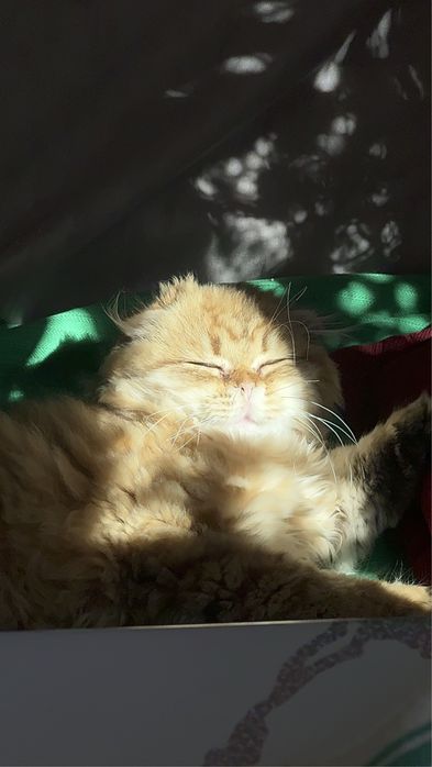 Отдам котенка в надежные руки