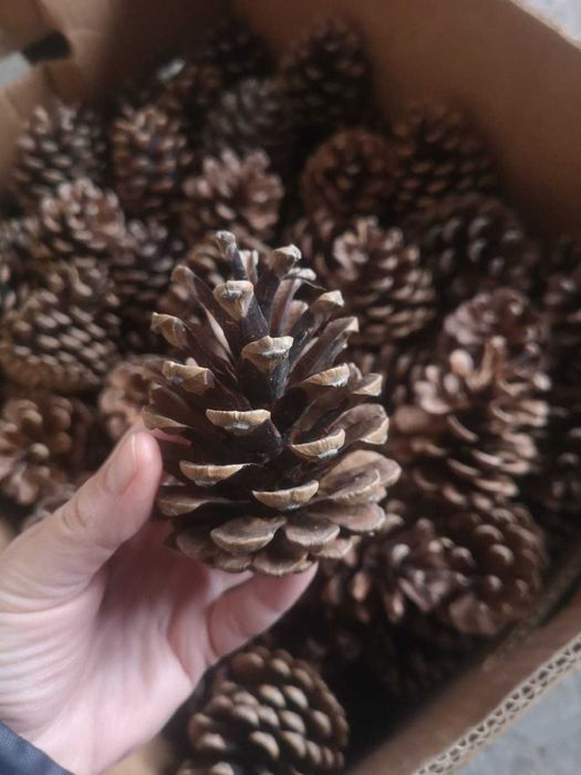 Vand conuri de pin / conuri de brad MARI, TARI, PERFECTE