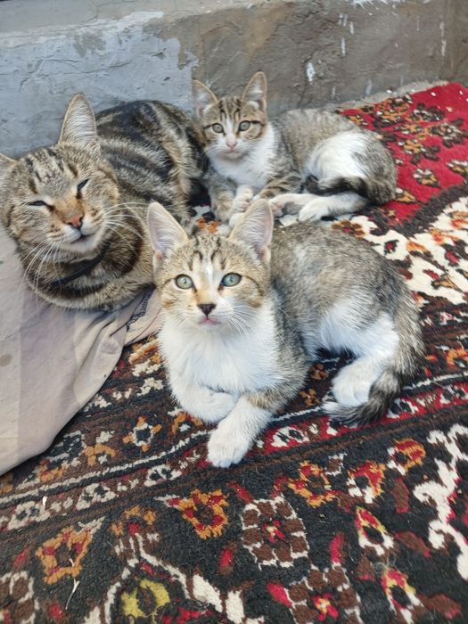 Отдам котят девочки