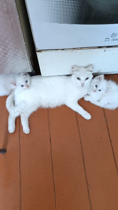 Отдам котят ( кошечек) в добрые руки