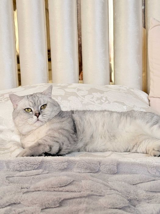 ВЯЗКА! Великолепный кот Casper (Шиншилла) ищет себе прекрасную леди