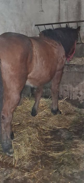 Vand cal castrat de 8 ani