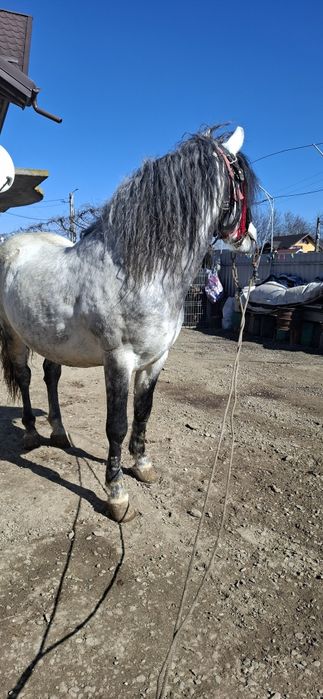 De vqnzare cal pentru gospodarie  se poate vedea in Pascani jud iasi.