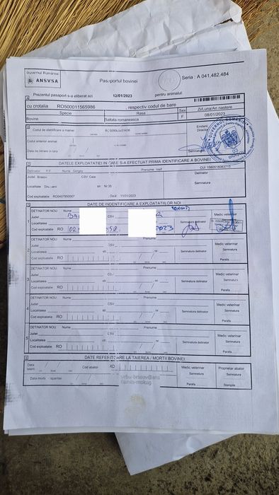 Vand vaca balțată românească gestantă