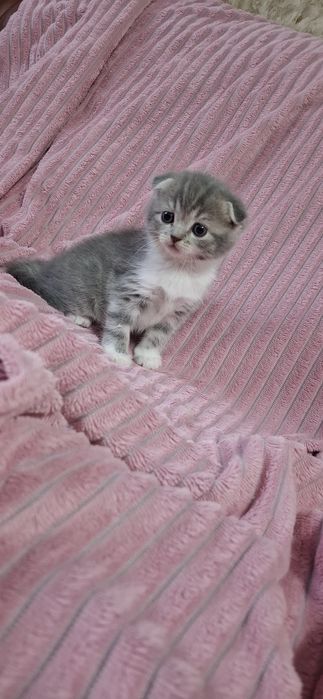 Шотландские вислоухие котята