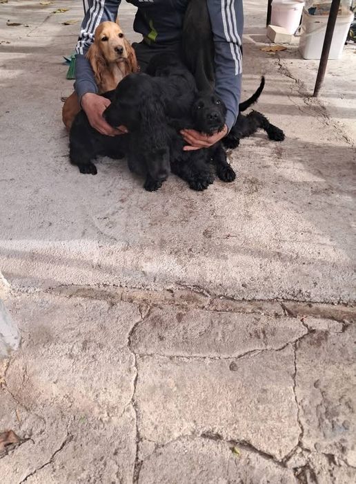 Английски кокер шпаньол