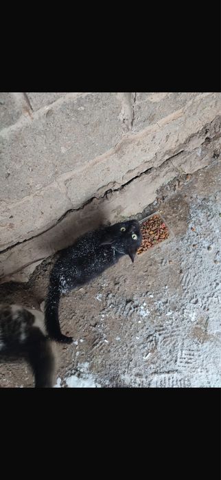 Котенок в добрые руки