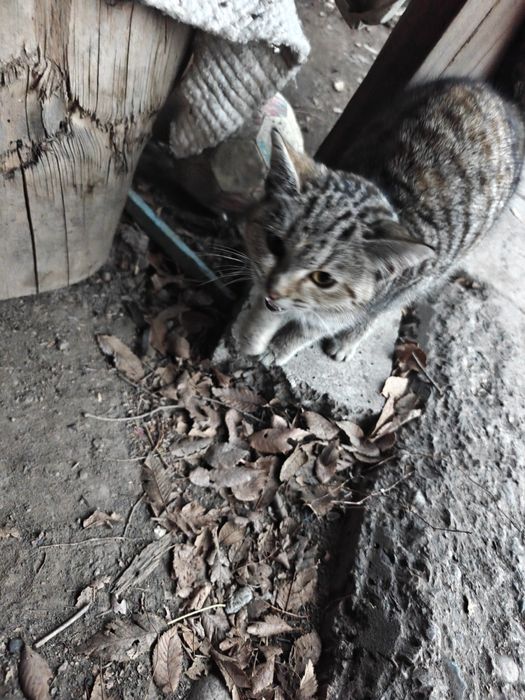 Отдадим в хорошие руки