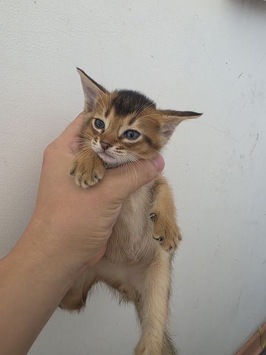 Абиссинские котята