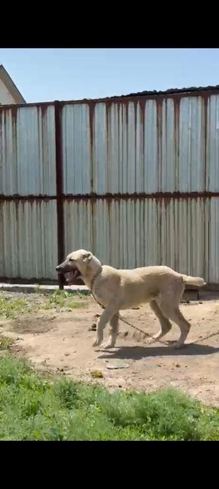 Алабай күшік 5 айлық
