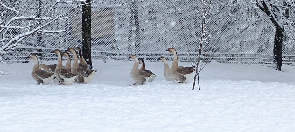 Gâște leșești de vânzare