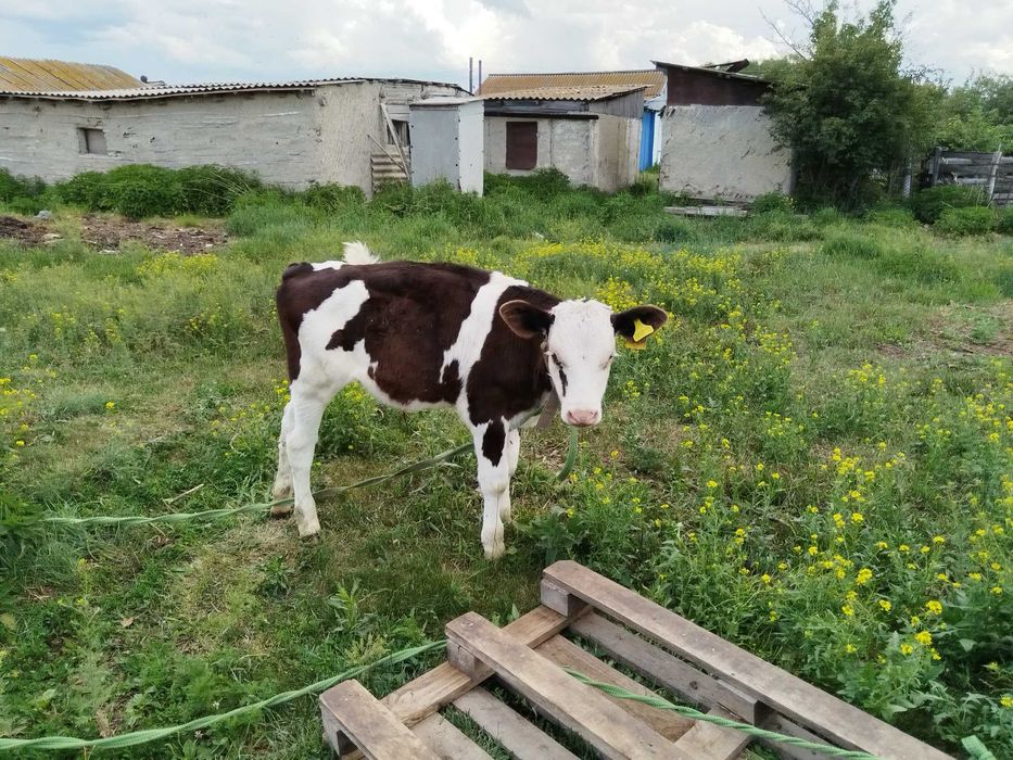Продам телят все вопросы в личку