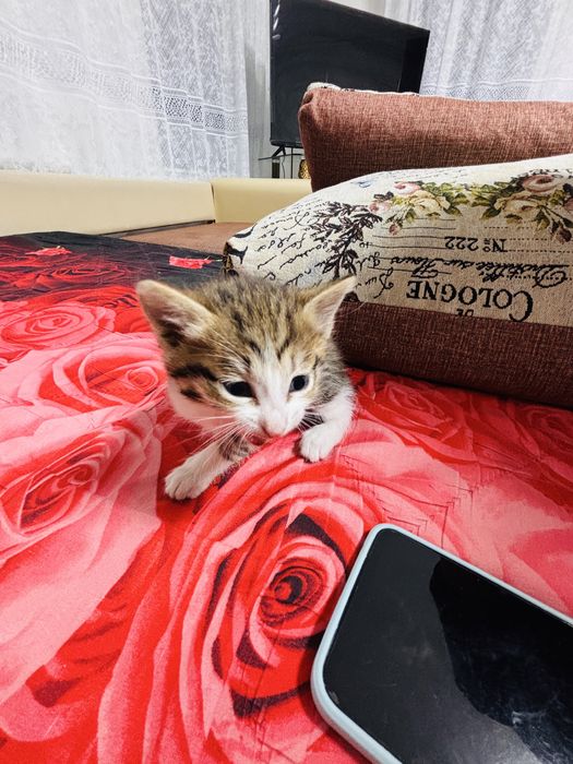 Отдам котят красивых