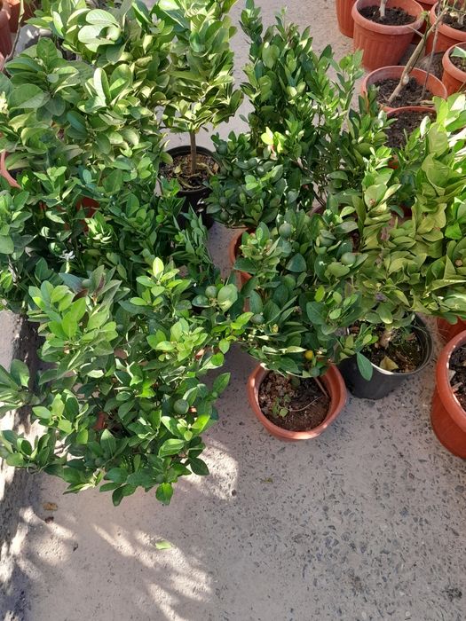 Лимон мандарин продаётся сверху уражай домашние