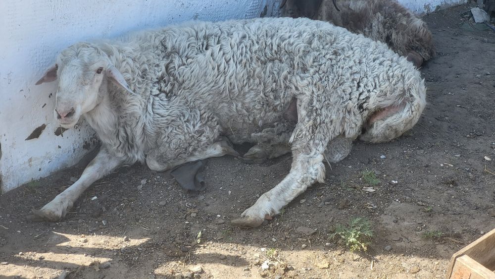 Продам  баран хорошее