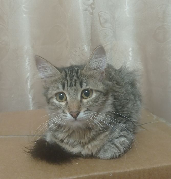 Отдам котенка в добрые руки