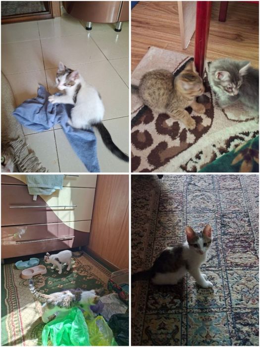 Котята в хорошие руки!