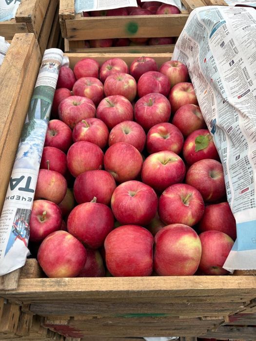 Айдарет , яблоки 1 сорт