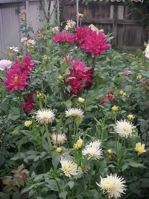 Георгины голландские!