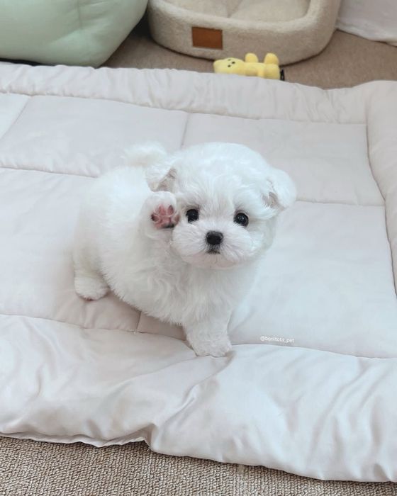 Bichon maltez miny