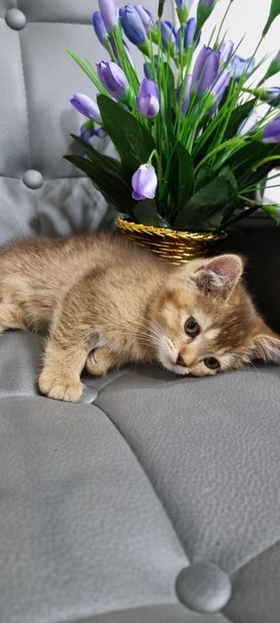 Продается чистокровные британская золатая шиншилла