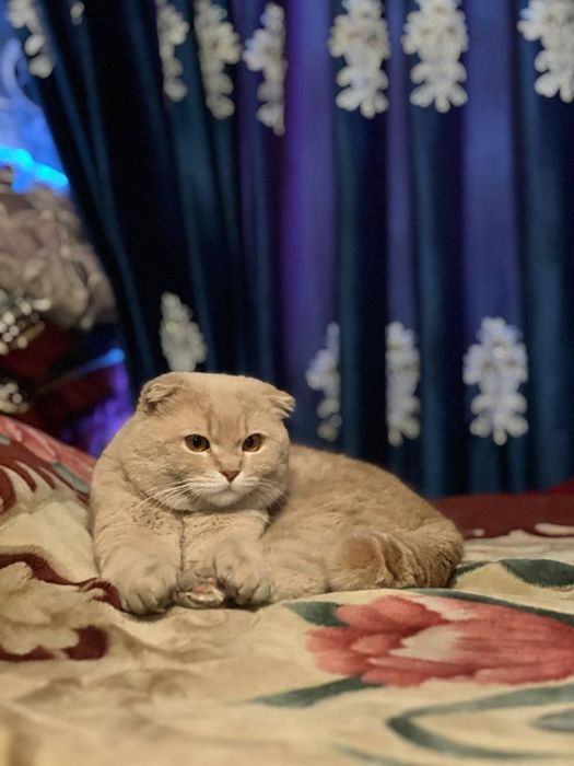 Кот породистый  Скоттиш Фолд