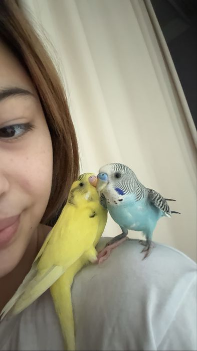 Волнистый папугай