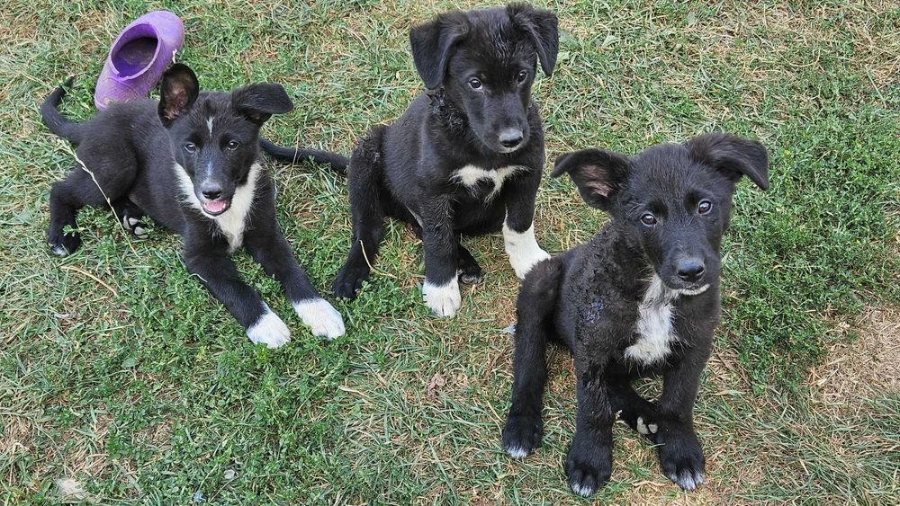 Donez cațeluși mama: border collie, tata: caine lup