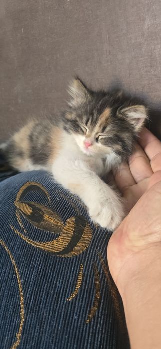 Бесплатно. Котёнок