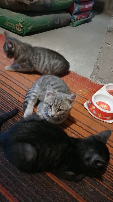 Отдам в хорошие руки котят