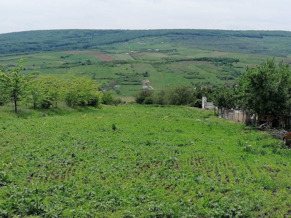 Iasi - zona metropolitana Tomesti Deal - Chicerea, Aleea betonata - releu, Proprietar, teren intravilan 3.000 mp, 35 euro/mp