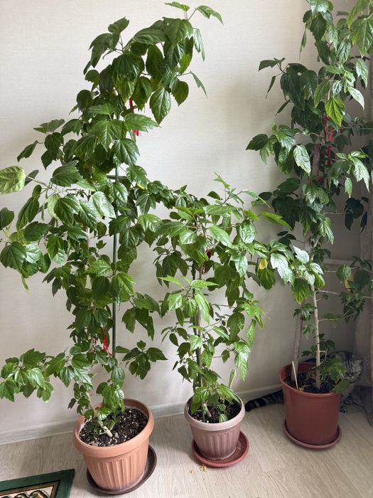 Цветы, Роза высокие 155 см и 1 метр