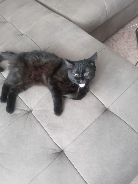 Котик СТЕПАН. 8 месяцев