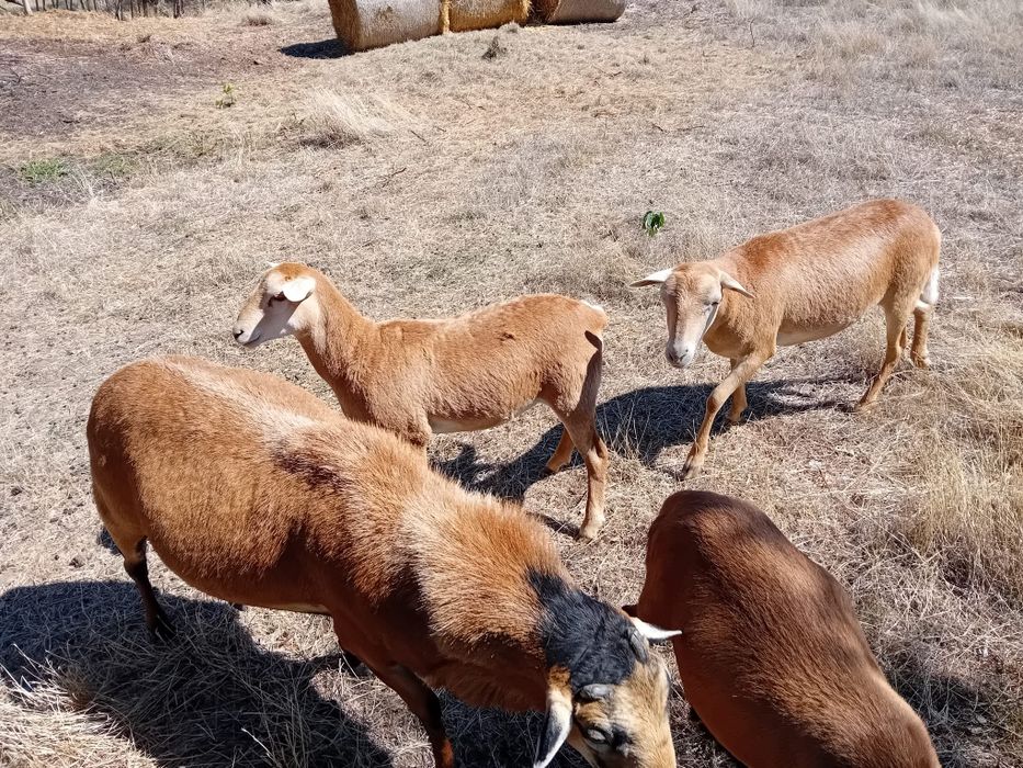 Vând oi de camerun 3 oițe și un berbec oile sunt gestante