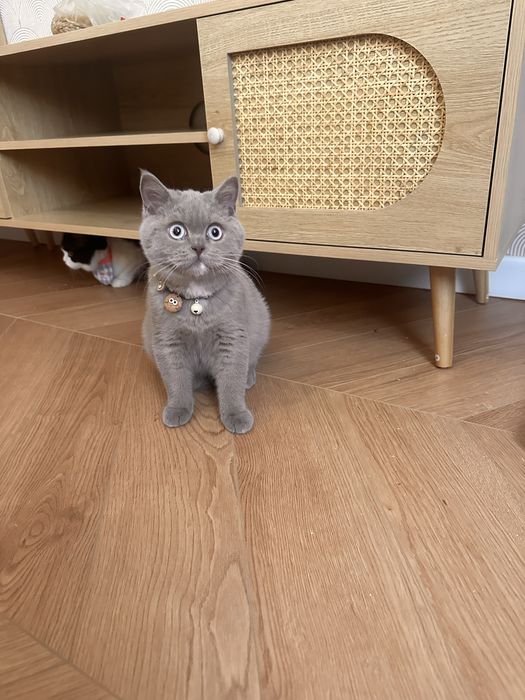 Котятa британские для вас!