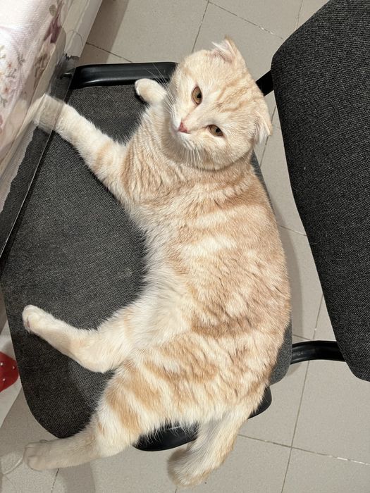 Шотландкий вислоухий кот