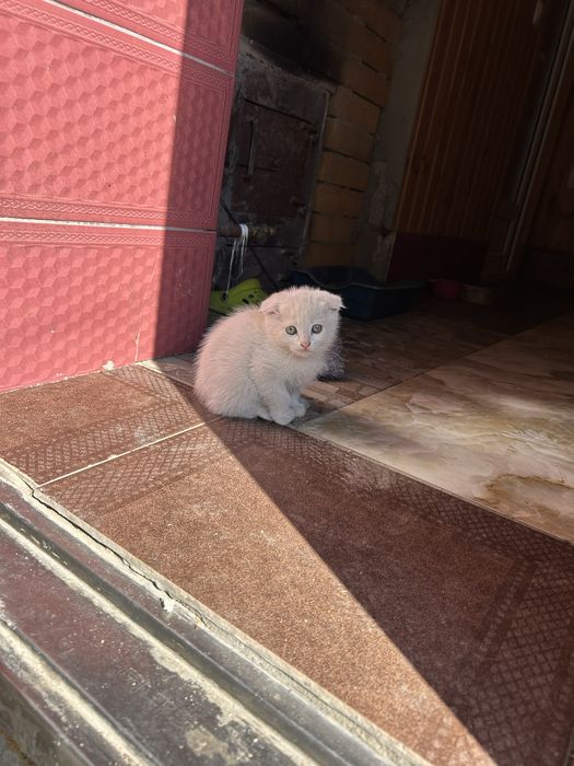 Продам котенка вислоушка