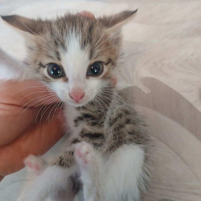 Отдам котёнка в добрую семью