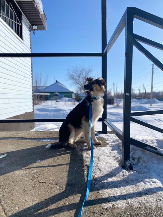 Отдадим щенков в хорошие руки