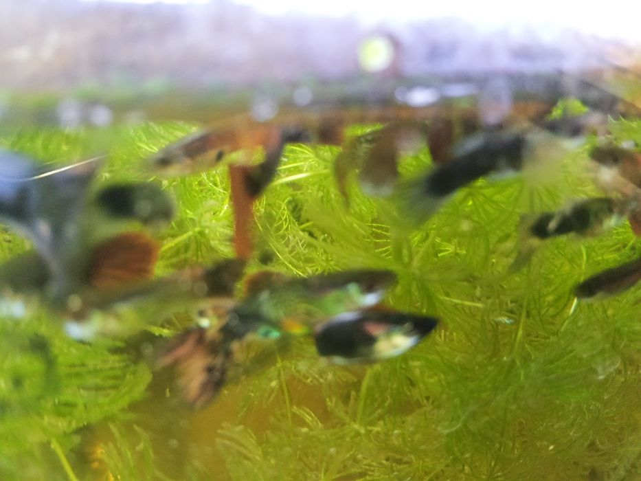 Продаю рыбки для аквариума