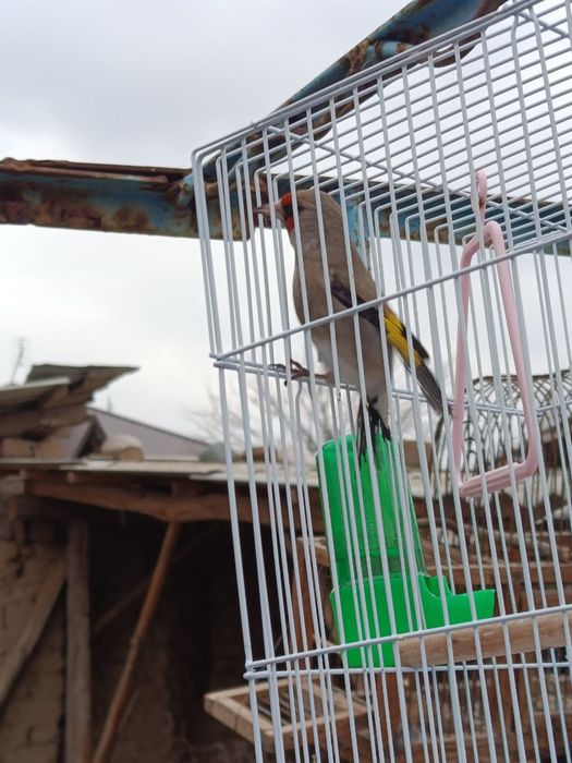 Obmen norwi blan chij 2kalasini