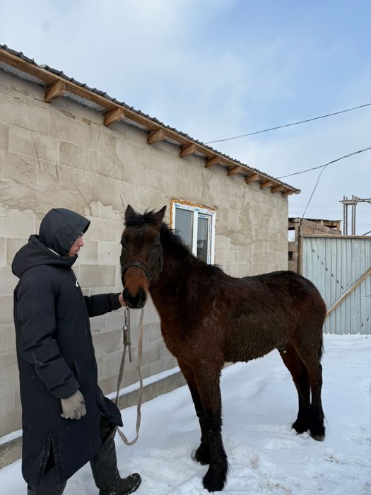 Продам Лошадь / Ат сатлады